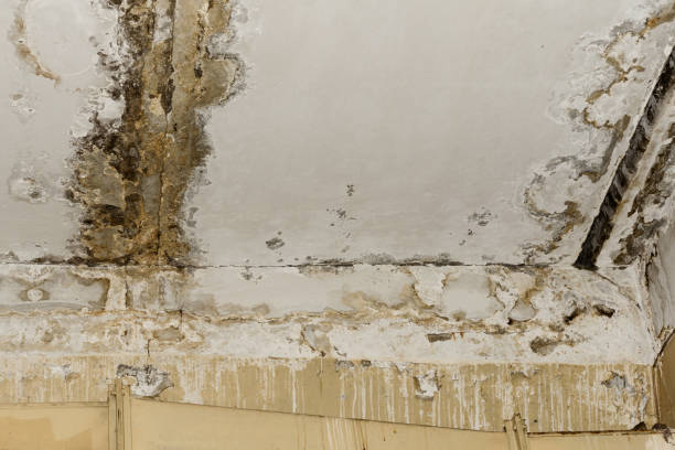 Best Water damage restoration process  in USA